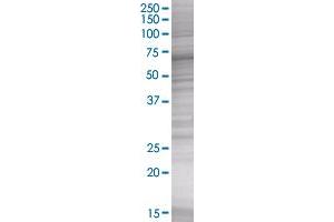 NAPSA transfected lysate (NAP1 293T Cell Transient Overexpression Lysate(Denatured))