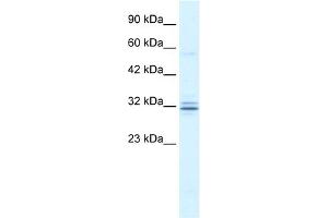 WB Suggested Anti-HES1 Antibody Titration:  1. (HES1 抗体  (N-Term))