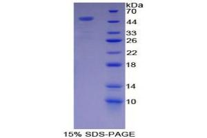 SDS-PAGE (SDS) image for Glutamic-Oxaloacetic Transaminase 1, Soluble (Aspartate Aminotransferase 1) (GOT1) (AA 2-413) protein (His tag) (ABIN1879343) (GOT1 Protein (AA 2-413) (His tag))