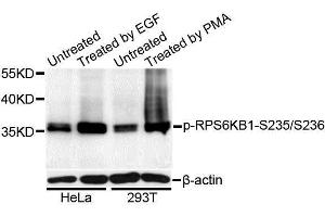 Western blot analysis of extracts of HeLa and 293T cells, using Phospho-RPS6KB1-S235/236 antibody (ABIN5995796) at 1/1000 dilution. (RPS6 抗体  (pSer235, pSer236))