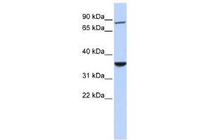 RNF207 antibody used at 1 ug/ml to detect target protein. (RNF207 抗体  (N-Term))