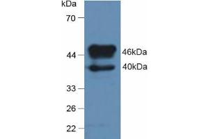 Western blot analysis of Rat Brain Tissue. (SERPINA7 抗体  (AA 114-391))