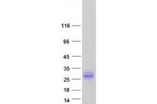 ASCL2 Protein (Myc-DYKDDDDK Tag)