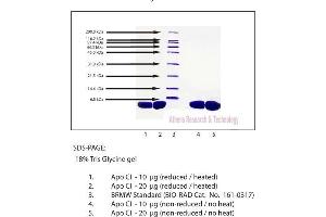 Gel Scan of Apolipoprotein CI, Human Plasma  This information is representative of the product ART prepares, but is not lot specific. (APOC1 蛋白)