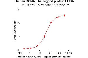 ELISA plate pre-coated by 2 μg/mL (100 μL/well) Human BAFF, hFc tagged protein ABIN6961113, ABIN7042255 and ABIN7042256 can bind Human BCMA, His tagged protein (ABIN6964104, ABIN7042463 and ABIN7042464) in a linear range of 1. (BCMA Protein (AA 1-54) (His tag))