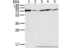 Western blot analysis of 293T, PC3, hela, Jurkat and Raji cell, using NDUFS1 Polyclonal Antibody at dilution of 1:650 (NDUFS1 抗体)