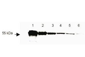 This antibody to detect DYKDDDDK conjugated proteins is shown to detect as little as 3 ng of amino-terminal DYKDDDDK tagged recombinant protein by western blot. (DYKDDDDK Tag 抗体)