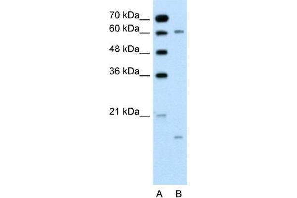 CYP4A22 抗体  (N-Term)