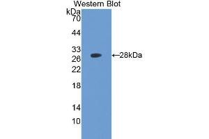 Western Blotting (WB) image for anti-Ubiquitin Hydrolase L3 (AA 2-230) antibody (ABIN1078640) (Ubiquitin Hydrolase L3 (AA 2-230) 抗体)