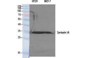Western Blotting (WB) image for anti-Syntaxin 1A (Brain) (STX1A) (Tyr1328) antibody (ABIN3187130) (STX1A 抗体  (Tyr1328))