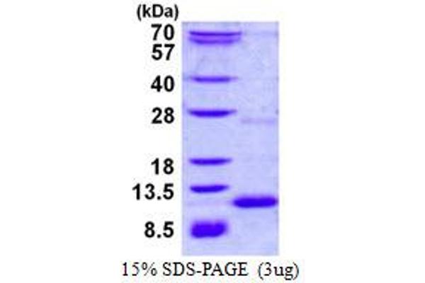 CXCL3 Protein (His tag)