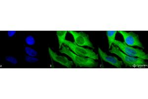 Immunocytochemistry/Immunofluorescence analysis using Rabbit Anti-Hsp27 Polyclonal Antibody . (HSP27 抗体  (HRP))