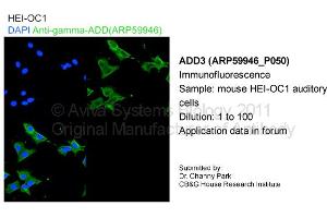 Image no. 1 for anti-Adducin 3 (Gamma) (ADD3) (C-Term) antibody (ABIN2788272) (ADD3 抗体  (C-Term))