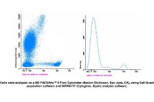 Image no. 1 for anti-CD8 (CD8) antibody (CF405M) (ABIN1112231) (CD8 抗体  (CF405M))