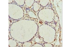 Immunohistochemistry of paraffin-embedded human thyroid tissue using ABIN7172703 at dilution of 1:100 (TAF9 抗体  (AA 1-264))