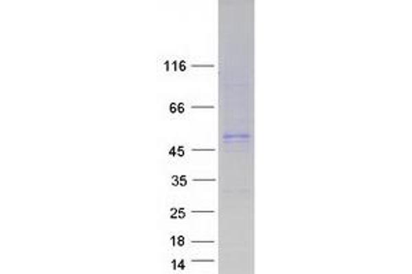 Flotillin 2 Protein (FLOT2) (Myc-DYKDDDDK Tag)