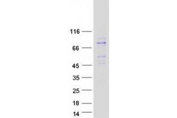 RANBP10 Protein (Myc-DYKDDDDK Tag)