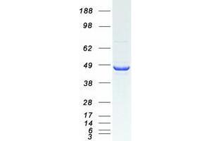 Validation with Western Blot (MEK1 Protein (Myc-DYKDDDDK Tag))