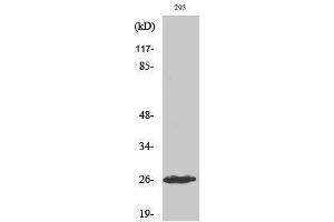 Western Blotting (WB) image for anti-C1r LC (cleaved), (Ile464) antibody (ABIN3180417) (C1r LC (cleaved), (Ile464) 抗体)