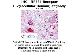 Image no. 1 for anti-Neuropeptide FF Receptor 1 (NPFFR1) (2nd Extracellular Domain) antibody (ABIN1737466) (NPFFR1 抗体  (2nd Extracellular Domain))