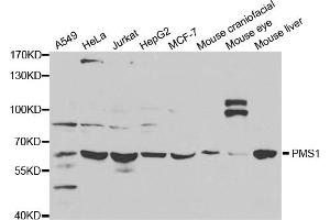 Western blot analysis of extracts of various cell lines, using PMS1 antibody (ABIN5971209) at 1/1000 dilution. (PMS1 抗体)