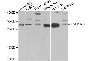 Western blot analysis of extracts of various cell lines, using FMR1NB Antibody (ABIN5972990) at 1/1000 dilution. (FMR1NB 抗体)