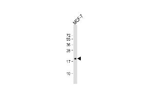 Anti-SEC11A Antibody (Center) at 1:1000 dilution + MCF-7 whole cell lysate Lysates/proteins at 20 μg per lane. (SEC11A 抗体  (AA 95-123))