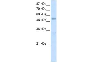 DDX19B antibody used at 1. (DDX19B 抗体)