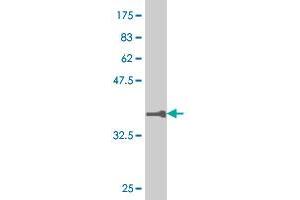 Western Blot detection against Immunogen (36. (RUNX1 抗体  (AA 210-310))