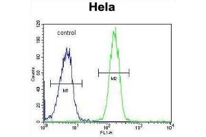 Flow Cytometry (FACS) image for anti-UDP-N-Acetyl-alpha-D-Galactosamine:polypeptide N-Acetylgalactosaminyltransferase 5 (GalNAc-T5) (GALNT5) antibody (ABIN3004405) (GALNT5 抗体)