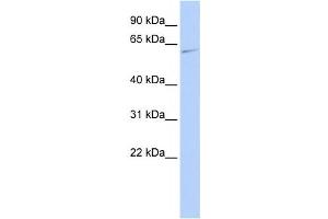 Western Blotting (WB) image for anti-Mitogen-Activated Protein Kinase 15 (MAPK15) antibody (ABIN2459902) (MAPK15 抗体)