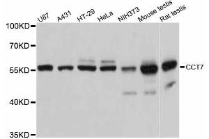 Western blot analysis of extracts of various cell lines, using CCT7 antibody (ABIN5997386) at 1:3000 dilution. (CCT7 抗体)