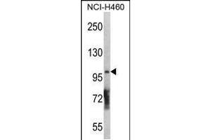 Western blot analysis in NCI-H460 cell line lysates (35ug/lane). (DGKQ 抗体  (C-Term))