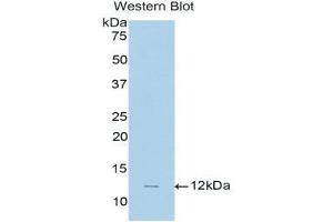 Western Blotting (WB) image for anti-Natriuretic Peptide Type C (NPPC) (AA 33-125) antibody (ABIN1858431) (NPPC 抗体  (AA 33-125))