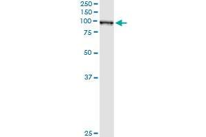 Western Blotting (WB) image for anti-Glutaminyl-tRNA Synthetase (QARS) (AA 677-775) antibody (ABIN562548)