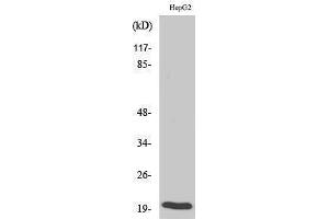 Western Blotting (WB) image for anti-BCL2-Associated X Protein (BAX) (Ser165) antibody (ABIN3183486) (BAX 抗体  (Ser165))