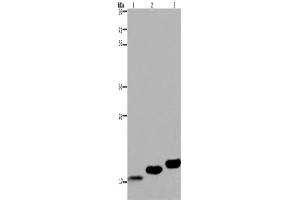 Western Blotting (WB) image for anti-Myosin, Light Chain 12B, Regulatory (MYL12B) antibody (ABIN2423437) (MYL12B 抗体)