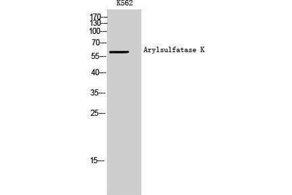 Arylsulfatase K 抗体