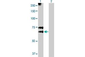 Western Blot analysis of MGAT3 expression in transfected 293T cell line by MGAT3 MaxPab polyclonal antibody. (MGAT3 抗体  (AA 1-533))