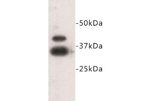 Western Blotting (WB) image for anti-Zinc Finger Protein 42 (ZFP42) (C-Term) antibody (ABIN1855004) (ZFP42 抗体  (C-Term))