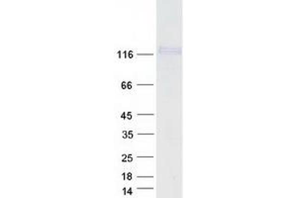 CDH26 Protein (Transcript Variant A) (Myc-DYKDDDDK Tag)