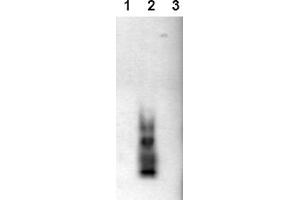 Western Blotting (WB) image for anti-Amyloid beta (Abeta) (AA 1-42), (C-Term), (N-Term) antibody (ABIN126725) (beta Amyloid 抗体  (C-Term, N-Term))