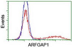 Image no. 1 for anti-ADP-Ribosylation Factor GTPase Activating Protein 1 (ARFGAP1) antibody (ABIN1496681) (ARFGAP1 抗体)
