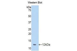 Western Blotting (WB) image for anti-Chemokine (C-C Motif) Ligand 4 (CCL4) (AA 24-92) antibody (ABIN1859832) (CCL4 抗体  (AA 24-92))