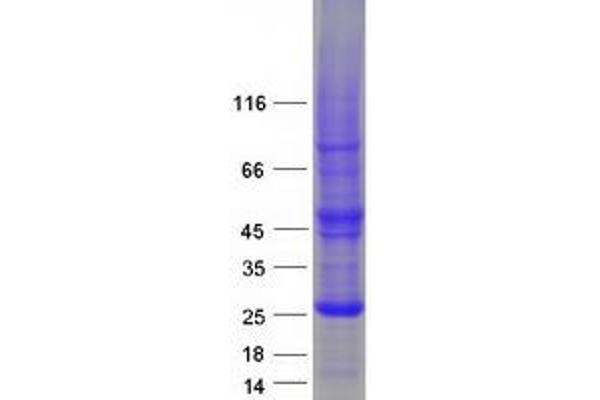 RhoF Protein (Myc-DYKDDDDK Tag)