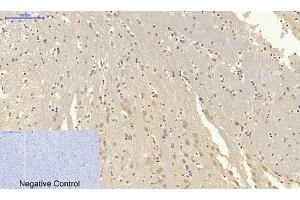 Immunohistochemical analysis of paraffin-embedded mouse brain tissue. (Lamin B1 抗体  (N-Term))