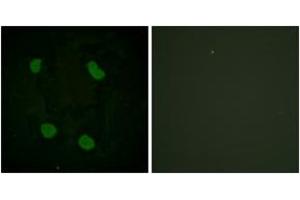 Immunofluorescence (IF) image for anti-Histone 3 (H3) (H3K14ac) antibody (ABIN2890730) (Histone 3 抗体  (H3K14ac))