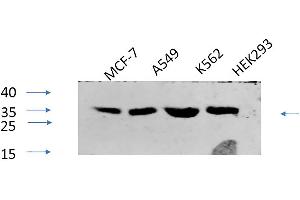 Western Blot analysis of MCF-7 (1), A549 (2), K562 (3), HEK293 (4), diluted at 1:1000. (CREB1 抗体  (pSer133))