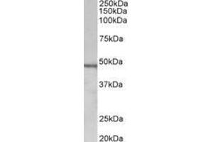 Image no. 1 for anti-Chitotriosidase (CHIT1) (AA 409-423) antibody (ABIN1100790) (Chitotriosidase 1 抗体  (AA 409-423))