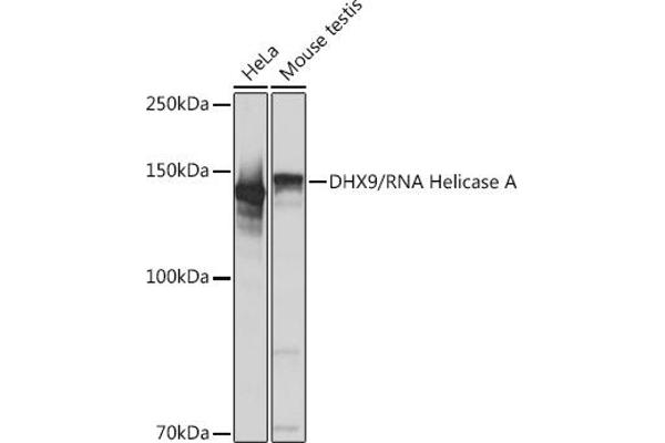 DHX9 抗体